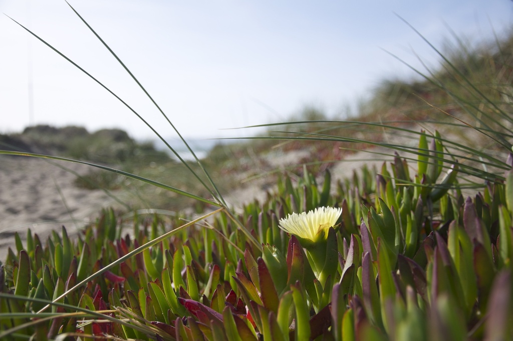 باقة فيلاريس